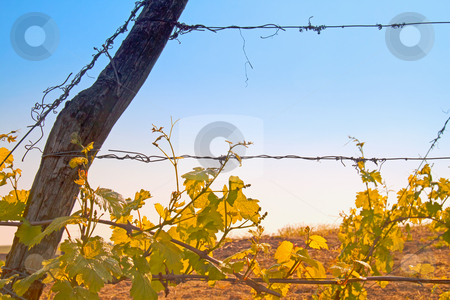 To use this stock image in your creative project, please select the size you need over to the right and click the "Add to Cart" button.
Your downloaded image will come with the Cutcaster watermark removed so don’t worry about the watermark you see on this page. Vineyard stock photo, Closeup of green and gorgeous vineyard with blue sky on the back by Fabio Alcini