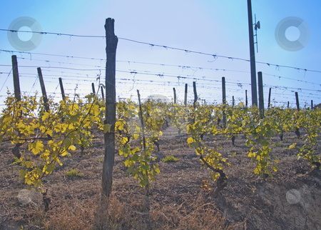 Vineyard Vineyard stock photo, Green and gorgeous vineyard with blue sky by Fabio Alcini