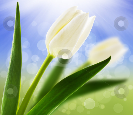 To use this stock image in your creative project, please select the size you need over to the right and click the "Add to Cart" button.
Your downloaded image will come with the Cutcaster watermark removed so don’t worry about the watermark you see on this page. Spring background with white tulips stock photo, Spring background with white tulips by tish1
