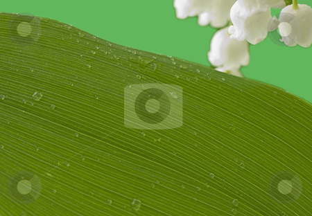 To use this stock image in your creative project, please select the size you need over to the right and click the "Add to Cart" button.
Your downloaded image will come with the Cutcaster watermark removed so don’t worry about the watermark you see on this page. Leaf stock photo, Big green leaf on green with white flowers by Fabio Alcini