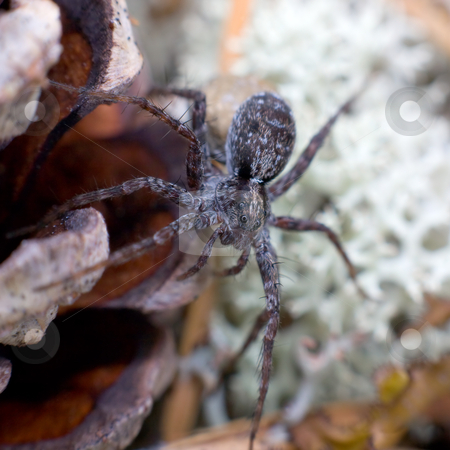 To use this stock image in your creative project, please select the size you need over to the right and click the "Add to Cart" button.
Your downloaded image will come with the Cutcaster watermark removed so don’t worry about the watermark you see on this page. Spider stock photo, Macrophoto of a spider among a lichen by Alexey Romanov
