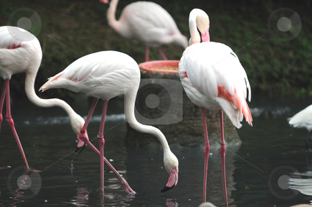 Flamingos Flamingos stock photo, A group of pink flamiongos at the local zoo by Arvind Balaraman