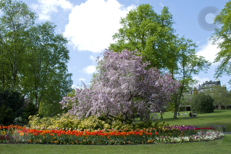 Flowering Cherry and Tulips Flowering Cherry and Tulips stock photo, by d40xboy