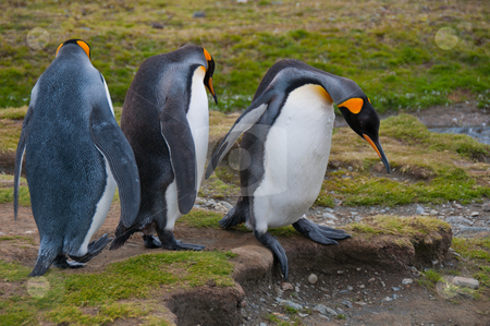 To use this stock image in your creative project, please select the size you need over to the right and click the "Add to Cart" button.
Your downloaded image will come with the Cutcaster watermark removed so don’t worry about the watermark you see on this page. Three King Penguins stock photo, King penguiins negotiate a step at their colony in New Island, Falklands. by liverbird