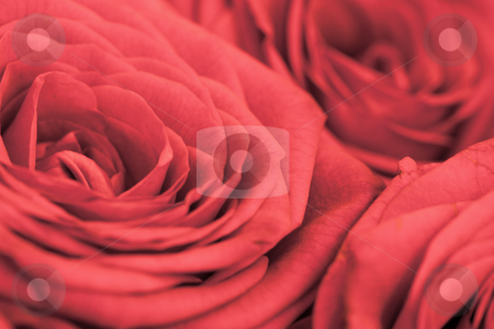 To use this stock image in your creative project, please select the size you need over to the right and click the "Add to Cart" button.
Your downloaded image will come with the Cutcaster watermark removed so don’t worry about the watermark you see on this page. Background - flowers red roses stock photo, Background - flowers the big red roses close up by Alexey Romanov