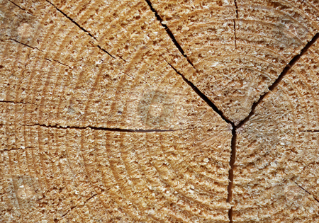 Tree stump - wooden background Tree stump - wooden background stock photo, Old rough tree stump - natural wooden background by Alexey Romanov