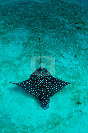 Eagle ray in the sand Eagle ray in the sand stock photo, A Caribbean eagle ray feeds in the sandy lagoon. by mojojojo