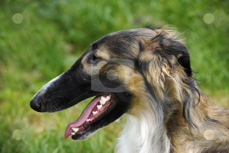 Borzoi dog, sighthound Borzoi dog, sighthound stock photo, portrait of large borzoi dog, russian sighthound famous for spped, racing and woolf-hunting by lagereek
