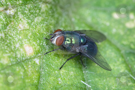 To use this stock image in your creative project, please select the size you need over to the right and click the "Add to Cart" button.
Your downloaded image will come with the Cutcaster watermark removed so don’t worry about the watermark you see on this page. Fly sitting on green sheet of plant stock photo, Macro-photo of a fly sitting on green sheet of a plant by Alexey Romanov