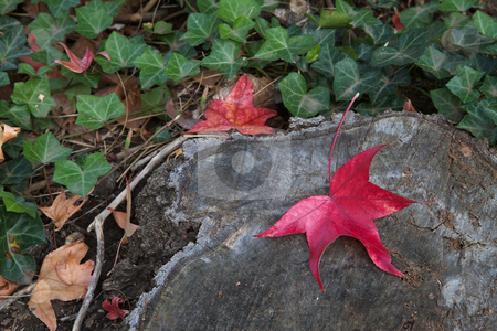 To use this stock image in your creative project, please select the size you need over to the right and click the "Add to Cart" button.
Your downloaded image will come with the Cutcaster watermark removed so don’t worry about the watermark you see on this page. Red leaf tree trunk stock photo, Fall colors of red leaf against a tree trunk with soft focus ivy background by bobkeenan