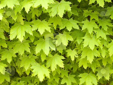 To use this stock image in your creative project, please select the size you need over to the right and click the "Add to Cart" button.
Your downloaded image will come with the Cutcaster watermark removed so don’t worry about the watermark you see on this page. Maple leafage background. stock photo, Maple leafage background. by Oleksiy Fedorov