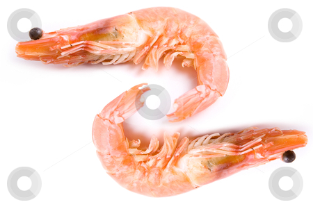 Two Shrimps Two Shrimps stock photo, Two Shrimps isolated on white background by olinchuk