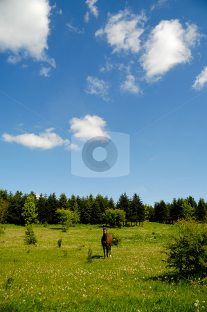 Horse on medaow Horse on medaow stock photo, A horse is standing on a green medaow, at a summer day, with trees in the background. by Lars Christensen