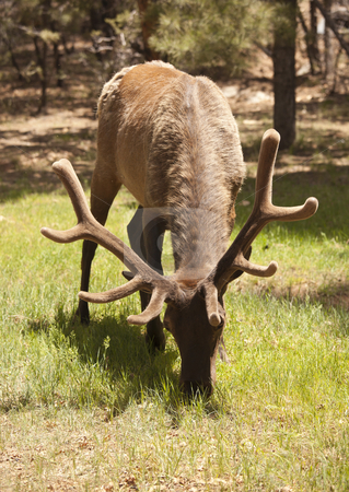 To use this stock image in your creative project, please select the size you need over to the right and click the "Add to Cart" button.
Your downloaded image will come with the Cutcaster watermark removed so don’t worry about the watermark you see on this page. Beautiful Elk with New Antlers Grazing stock photo, Beautiful Elk with New Antlers Eating Among the Pine Trees. by Andy Dean