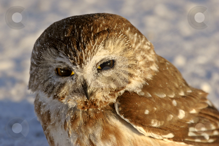 Northern Saw-whet Owl in winter Northern Saw-whet Owl in winter stock photo, Northern Saw-whet Owl in winter by Mark Duffy