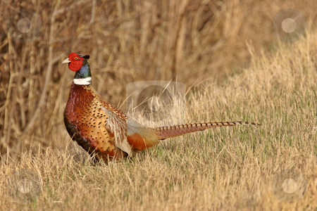 To use this stock image in your creative project, please select the size you need over to the right and click the "Add to Cart" button.
Your downloaded image will come with the Cutcaster watermark removed so don’t worry about the watermark you see on this page. Ring necked Pheasant in grass stock photo, Ring necked Pheasant in grass by Mark Duffy