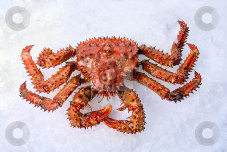 King crab King crab stock photo, King crab on a white ice background by olinchuk
