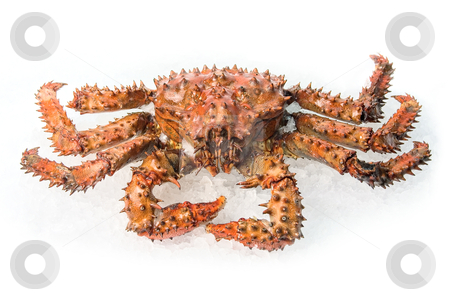 King crab King crab stock photo, The King crab on a white ice background by olinchuk