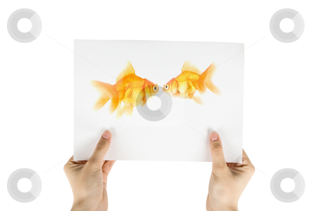 Gold fish photo Gold fish photo stock photo, Photo of gold fish isolated on white background; by olinchuk