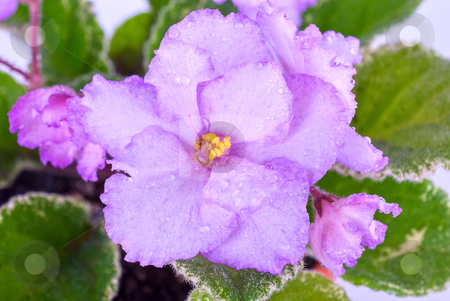 To use this stock image in your creative project, please select the size you need over to the right and click the "Add to Cart" button.
Your downloaded image will come with the Cutcaster watermark removed so don’t worry about the watermark you see on this page. Violet stock photo, Beautiful violet flower isolated on white background by olinchuk