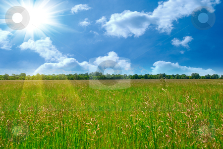 Summer time Summer time stock photo, Field of green grass and perfect blue sky by olinchuk