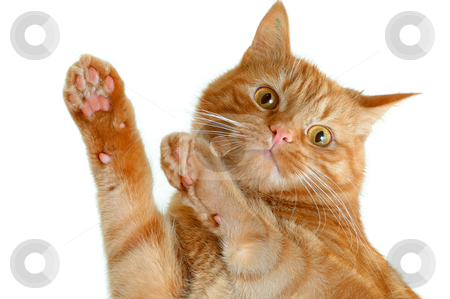 To use this stock image in your creative project, please select the size you need over to the right and click the "Add to Cart" button.
Your downloaded image will come with the Cutcaster watermark removed so don’t worry about the watermark you see on this page. Cat stock photo, Cat on a glass table by Lars Christensen