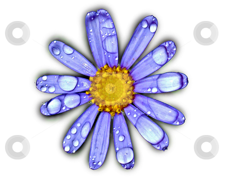 To use this stock image in your creative project, please select the size you need over to the right and click the "Add to Cart" button.
Your downloaded image will come with the Cutcaster watermark removed so don’t worry about the watermark you see on this page. Daisy Rain stock photo, A blue daisy isolated on white with water droplets on the petals. by thisboy
