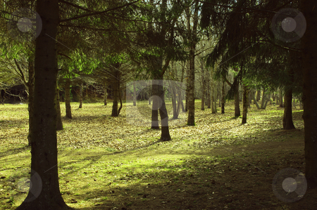 To use this stock image in your creative project, please select the size you need over to the right and click the "Add to Cart" button.
Your downloaded image will come with the Cutcaster watermark removed so don’t worry about the watermark you see on this page. Spring in forest stock photo, view of light and shade in spring forest in the morning by JelenaKa7