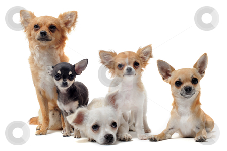 To use this stock image in your creative project, please select the size you need over to the right and click the "Add to Cart" button.
Your downloaded image will come with the Cutcaster watermark removed so don’t worry about the watermark you see on this page. Five chihuahuas stock photo, group of chihuahua in front of white background by Bonzami Emmanuelle