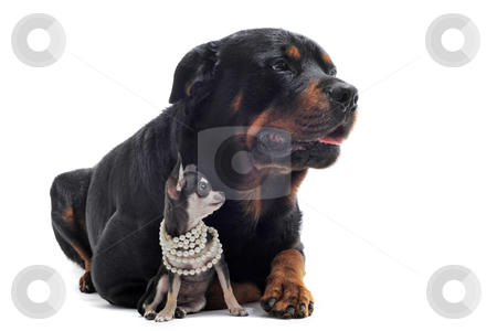 Rottweiler and puppy chihuahua Rottweiler and puppy chihuahua stock photo, portrait of a purebred rottweiler and puppy chihuahua in front of white background by Bonzami Emmanuelle
