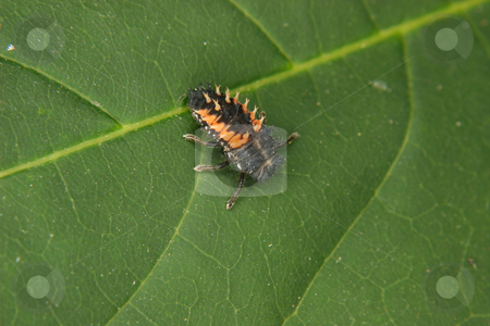 To use this stock image in your creative project, please select the size you need over to the right and click the "Add to Cart" button.
Your downloaded image will come with the Cutcaster watermark removed so don’t worry about the watermark you see on this page. Ladybird beetle larva (Coccinella) stock photo, Ladybird beetle larva (Coccinella) on a plant by Torsten Dietrich
