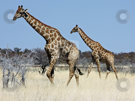 To use this stock image in your creative project, please select the size you need over to the right and click the "Add to Cart" button.
Your downloaded image will come with the Cutcaster watermark removed so don’t worry about the watermark you see on this page. Group of giraffes stock photo, Namibian wild life, Etosha park, dry season by Perseomedusa