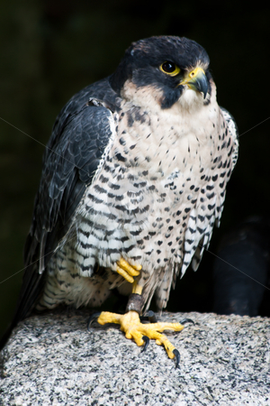 To use this stock image in your creative project, please select the size you need over to the right and click the "Add to Cart" button.
Your downloaded image will come with the Cutcaster watermark removed so don’t worry about the watermark you see on this page. Falcon stock photo, Falcon in a nature reserve, Sutherland, Scotland by Perseomedusa