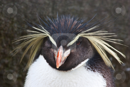 Rockhopper Penguin Rockhopper Penguin stock photo, Northern Rockhopper Penguin, Eudyptes moseleyi, is a species of rockhopper penguin. by Perseomedusa