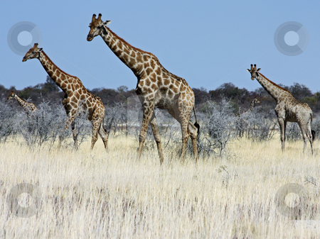 To use this stock image in your creative project, please select the size you need over to the right and click the "Add to Cart" button.
Your downloaded image will come with the Cutcaster watermark removed so don’t worry about the watermark you see on this page. Group of giraffes stock photo, Namibian wild life, Etosha park, dry season by Perseomedusa