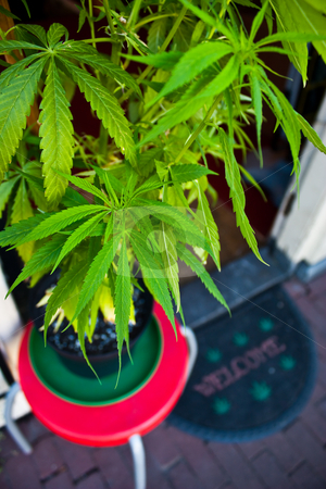 Marijuana plant Marijuana plant stock photo, Marijuana plant in Amsterdam, close to a smart drugs shop by Perseomedusa