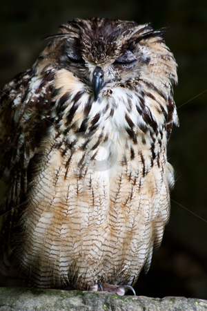 Bengale Eagle Owl Bengale Eagle Owl stock photo, Bengale Eagle Owl in a nature reserve, Sutherland, Scotland by Perseomedusa