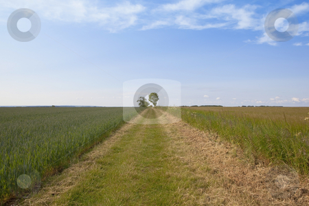 To use this stock image in your creative project, please select the size you need over to the right and click the "Add to Cart" button.
Your downloaded image will come with the Cutcaster watermark removed so don’t worry about the watermark you see on this page. Agricultural landscape 2 stock photo, an english landscape with a mown farm track between fields of wheat and barley under a blue sky by Mike Smith