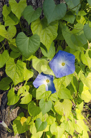 To use this stock image in your creative project, please select the size you need over to the right and click the "Add to Cart" button.
Your downloaded image will come with the Cutcaster watermark removed so don’t worry about the watermark you see on this page. Clematis. stock photo, Beautiful creeper plant clematis with few blue blooms. Alternative name traveller's joy. by sauletas