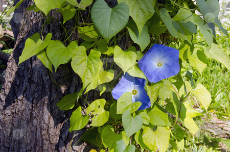 To use this stock image in your creative project, please select the size you need over to the right and click the "Add to Cart" button.
Your downloaded image will come with the Cutcaster watermark removed so don’t worry about the watermark you see on this page. Creeper plant clematis. stock photo, Beautiful creeper plant clematis with few blue blooms growing on on old tree trunk. Alternative name traveller's joy or virgin. by sauletas