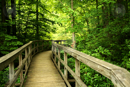 Wooden bridge through the forest Wooden bridge through the forest stock photo, a Wooden bridge through the forest by Jim Mills