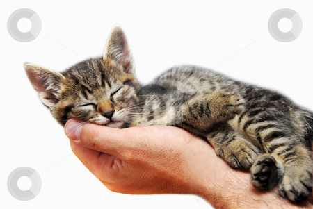 To use this stock image in your creative project, please select the size you need over to the right and click the "Add to Cart" button.
Your downloaded image will come with the Cutcaster watermark removed so don’t worry about the watermark you see on this page. Kitty sleeping in arms stock photo, little baby cat sleeping in male arms isolated over white background by Julija Sapic
