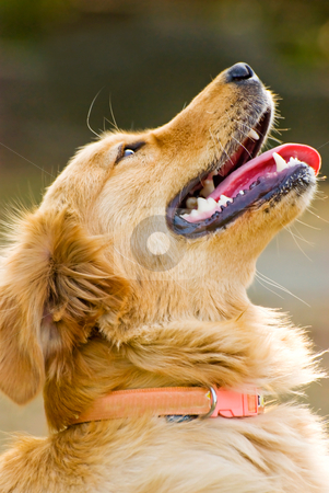 To use this stock image in your creative project, please select the size you need over to the right and click the "Add to Cart" button.
Your downloaded image will come with the Cutcaster watermark removed so don’t worry about the watermark you see on this page. Portrait of Golden Retriever stock photo, Portrait of Golden Retriever. Dog raises head. by Lawren