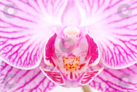 To use this stock image in your creative project, please select the size you need over to the right and click the "Add to Cart" button.
Your downloaded image will come with the Cutcaster watermark removed so don’t worry about the watermark you see on this page. Orchid beautiful interior grain in blossoming phalaenopsis flowe stock photo, Orchid beautiful interior grain in blossoming phalaenopsis flower (phalaenopsis spp.) by Lawren