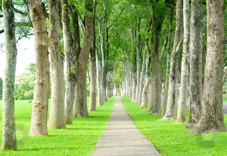 To use this stock image in your creative project, please select the size you need over to the right and click the "Add to Cart" button.
Your downloaded image will come with the Cutcaster watermark removed so don’t worry about the watermark you see on this page. Road through row of trees stock photo, Little road through row of trees by Lawren