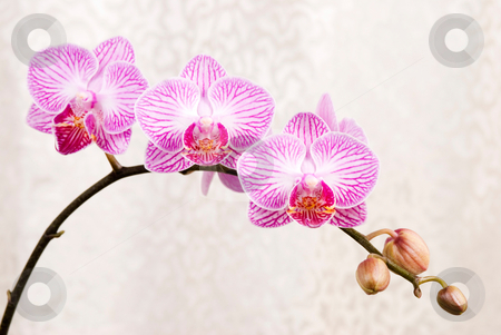 Pink orchid, blossoming phalaenopsis flower(phalaenopsis spp.) w Pink orchid, blossoming phalaenopsis flower(phalaenopsis spp.) w stock photo, Pink orchid, blossoming phalaenopsis flower(phalaenopsis spp.) with silver cloth background by Lawren
