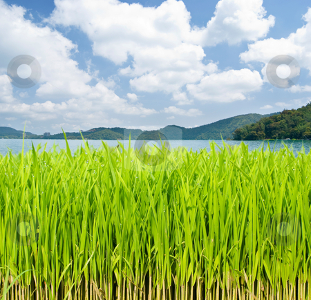 To use this stock image in your creative project, please select the size you need over to the right and click the "Add to Cart" button.
Your downloaded image will come with the Cutcaster watermark removed so don’t worry about the watermark you see on this page. Grassland in front of lake and mountains stock photo, Grassland in front of lake and mountains under cloudy sky. by Lawren