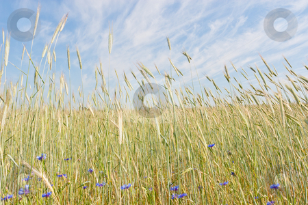 Rye Field Rye Field stock photo, Rye (Secale cereale) is a grass grown extensively as a grain and as a forage crop. It is a member of the wheat tribe (Triticeae) and is closely related to barley and wheat. by Mariusz Jurgielewicz