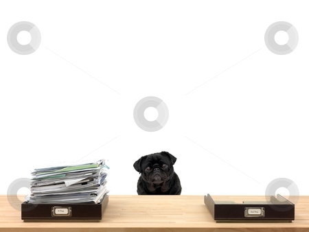 To use this stock image in your creative project, please select the size you need over to the right and click the "Add to Cart" button.
Your downloaded image will come with the Cutcaster watermark removed so don’t worry about the watermark you see on this page. Business Admin stock photo, In and out office trays in an office situation and a pug by Kitch Bain