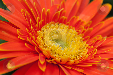 To use this stock image in your creative project, please select the size you need over to the right and click the "Add to Cart" button.
Your downloaded image will come with the Cutcaster watermark removed so don’t worry about the watermark you see on this page. Orange Gerbera Close-up stock photo, Orange gerbera close-up / macro shot. by mroz